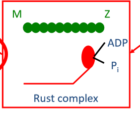 <p>myosinehoofdje: ADP + Pi (rustcomplex) (door hydrolyse van ATP op einde vorige cyclus)</p>