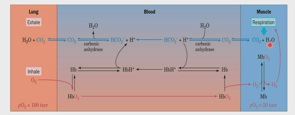 <ul><li><p>Lungs have higher pH due to high pressure of oxygen, leading to uptake of oxygen by Hb. The Hb tan goes and transport oxygen to the tissue, in this case muscle. Mb uptakes the oxygen and uses it for respiration, where CO2 in gas form (not soluble) is released along with water. Carbonic anhydrase converts CO2 into HCO<sub>3</sub><sup>-,</sup>&nbsp;which makes it soluble. It goes to the lungs, where carbonic anhydrase converts it back to CO2, and then you exhale it from your lungs.</p></li><li><p>CO2 can also bind to Hb directly, which forms carbamate and is taken to the  lungs to be released. </p></li></ul><p></p>
