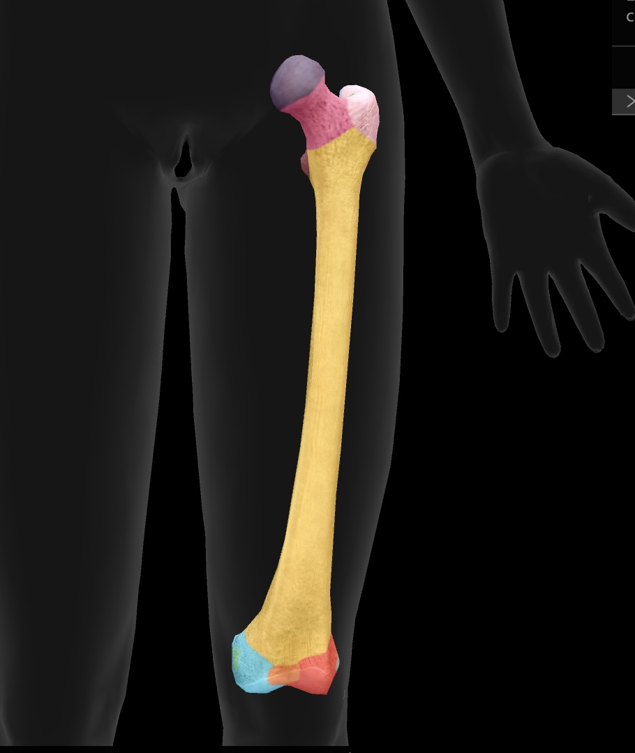 <p>articulate with the tibia to form the knee joint—medial side </p>