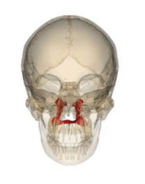<p>Which facial bone is this? (2)</p>