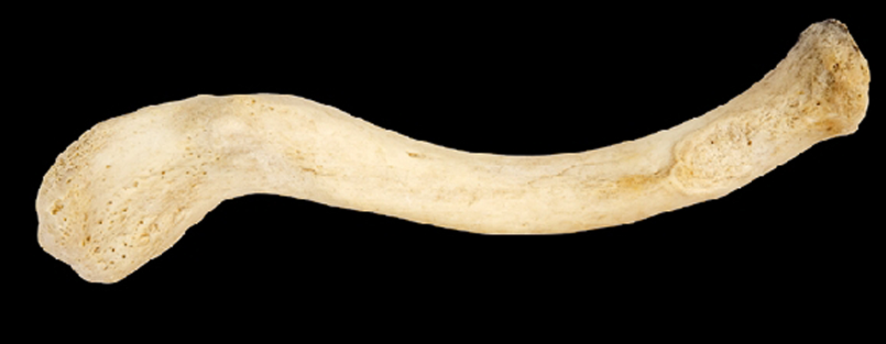 <p>Name this bone.</p><p>Left or right?</p><p>(Inferior view).</p>