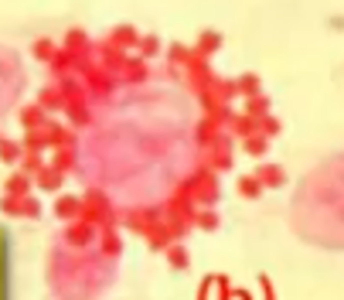 <p>Hemadsorption</p>