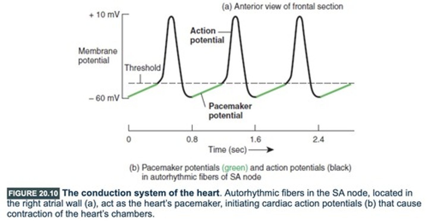 <p>Pacemaker cells, such as those in the sinoatrial (SA) node, regulate the heart's rhythm by generating action potentials.</p>