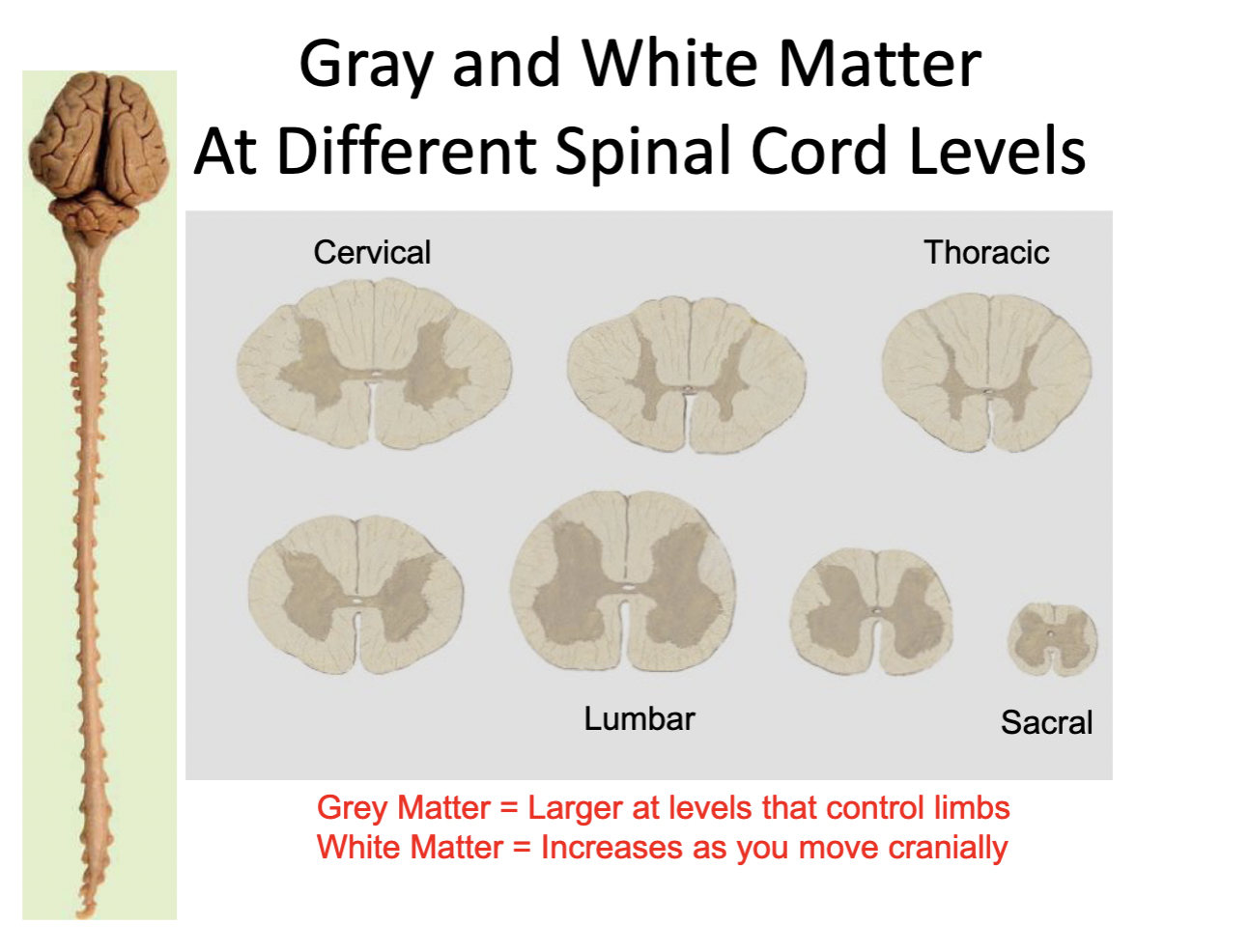 <p>Spinal cord: internal anatomy </p>