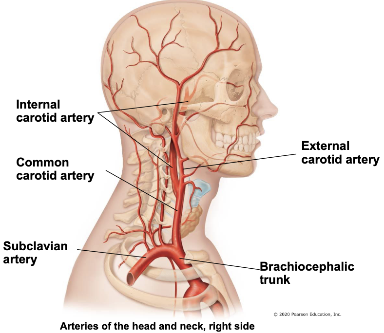 <p>common carotid artery splits into…</p><ul><li><p>internal carotid artery - travels into cranial cavity supply brain</p></li><li><p>external carotid artery - remains outside of skull to supply superficial structures of head and neck</p></li></ul><p></p>