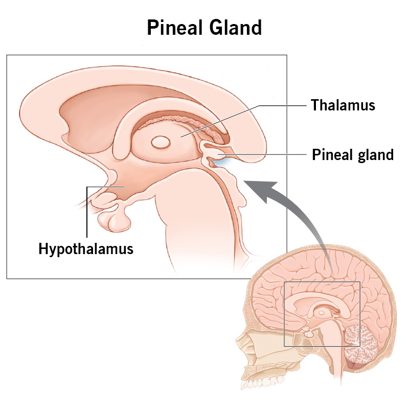 <p>Pineal Gland</p>