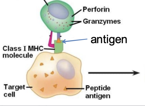<p>host cells that display the pathogen’s antigen</p>