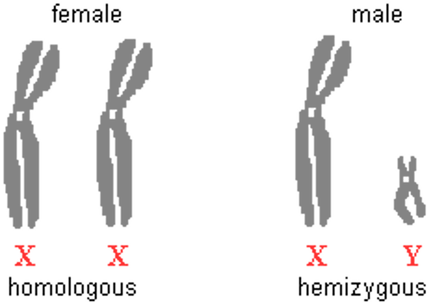 <p>male sex chromosomes</p>