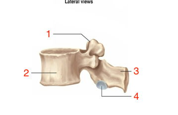 <p>lumbar body</p>