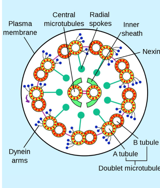 <p>Dyenins attached to neighbouring doublet “walk” in surface pfmicrotubule outlet facing it</p><p></p><ul><li><p>dyenin moves toward minus end </p></li></ul><p></p><ol><li><p><span>Dynein arms attach:The dynein motor domain on the A-tubule binds to the B-tubule of the adjacent doublet.</span></p></li><li><p><span>ATP binds dynein → releases microtubule.</span></p></li><li><p><span>ATP causes dynein to detach from the B-tubule.</span></p></li><li><p><span>ATP hydrolysis → conformational change (“power stroke”).</span></p></li><li><p><span>Dynein undergoes a large structural shift that slides the A-tubule relative to the B-tubule.</span></p></li><li><p><span>ADP + Pi released → dynein reattaches at a new position.</span></p></li><li><p><span>The cycle repeats, producing continuous sliding motion between adjacent microtubules.</span></p></li></ol><p></p>