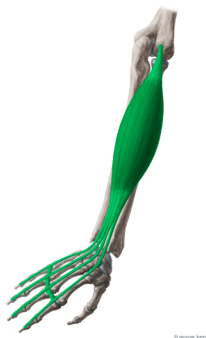<p>What is this muscle called?</p>