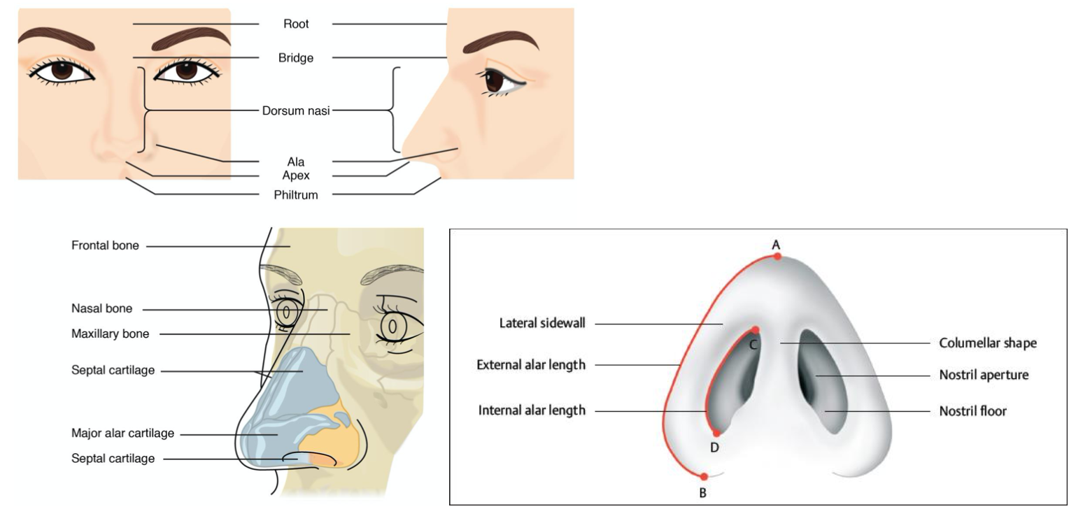 <ol><li><p><strong>External nose</strong></p></li></ol><ul><li><p>responsible for filtering, warming, and humidifying the air as it enters the body</p><ul><li><p>Root: _____ bone</p></li><li><p>Nose bridge: ____ bone</p></li><li><p>Dorsum nasi: _____ cartilage</p></li><li><p>Ala: major &amp; minor alar cartilage</p></li></ul></li></ul>