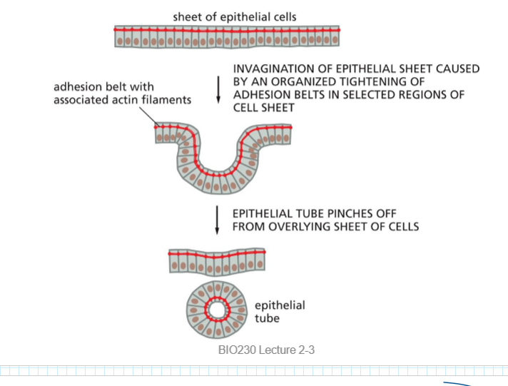 <p>morphogenesis</p>