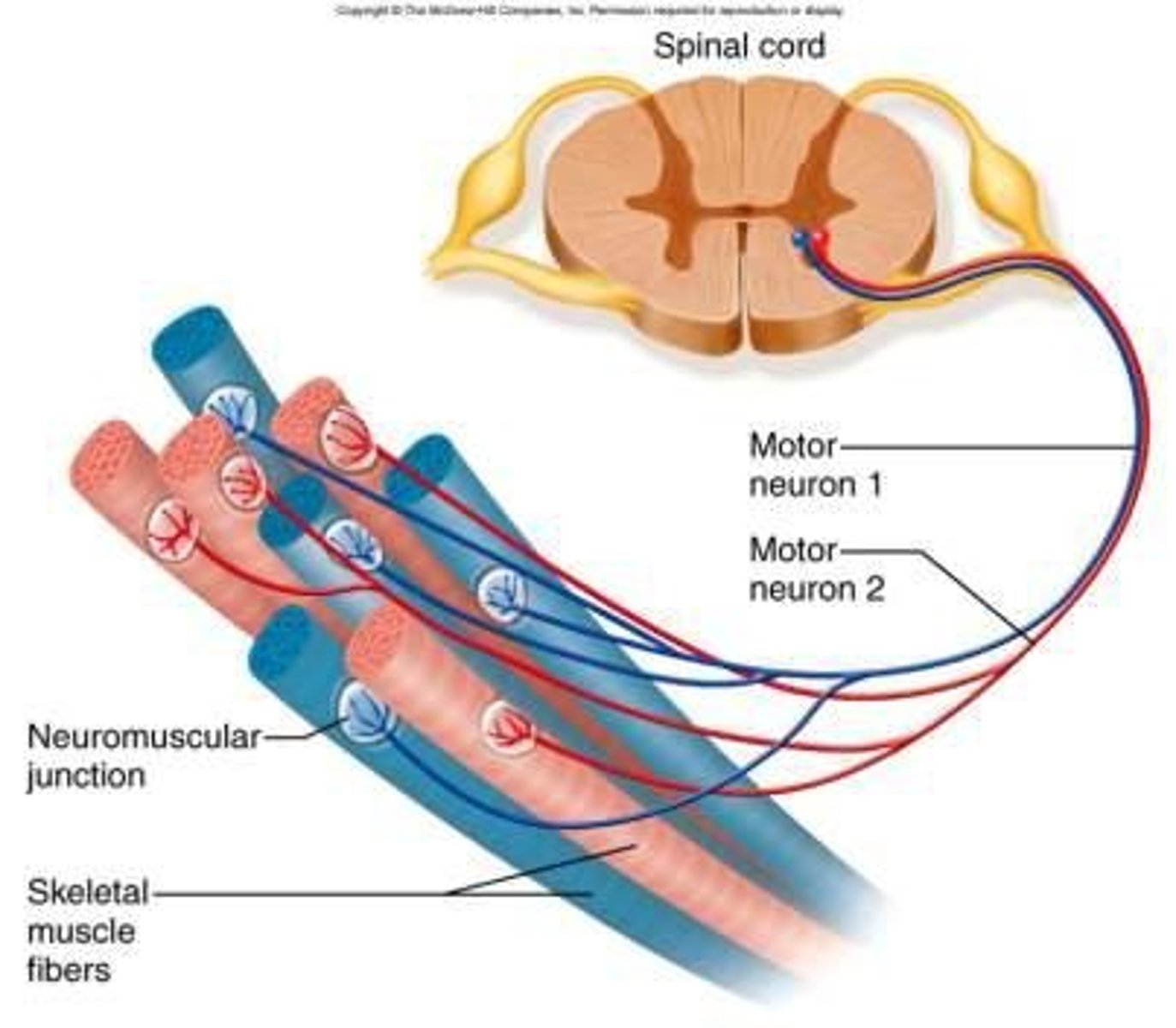 <p>A motor unit consists of a single alpha motor neuron and all the muscle fibers it innervates.</p>