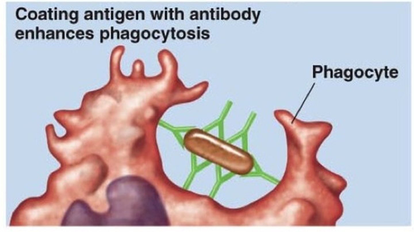 <p>Opsonization</p><p>Opsonization is a process by which small molecules knows as opson binds to the membrane of a pathogen and marks it for phagocytosis to the immune cells</p>