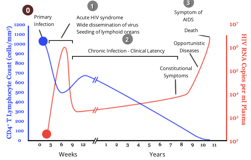 <ul><li><p>upon infection with HIV, most people will mount an effective immune response to the virus for the first couple weeks</p></li><li><p>over time, this response will prove ineffective through the various stages of the disease, as the HIV virus compromises the individual’s immune system</p></li></ul><p></p>