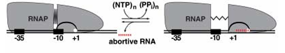 <p><span>A portion of RNAP moves forward while the rest stays behind.<br>•After the forward part synthesizes some RNA, it pulls the rest of the polymerase along, like an inchworm<br>stretching and contracting.<br>•The active site shifts forward internally rather than through full translocation.</span></p>