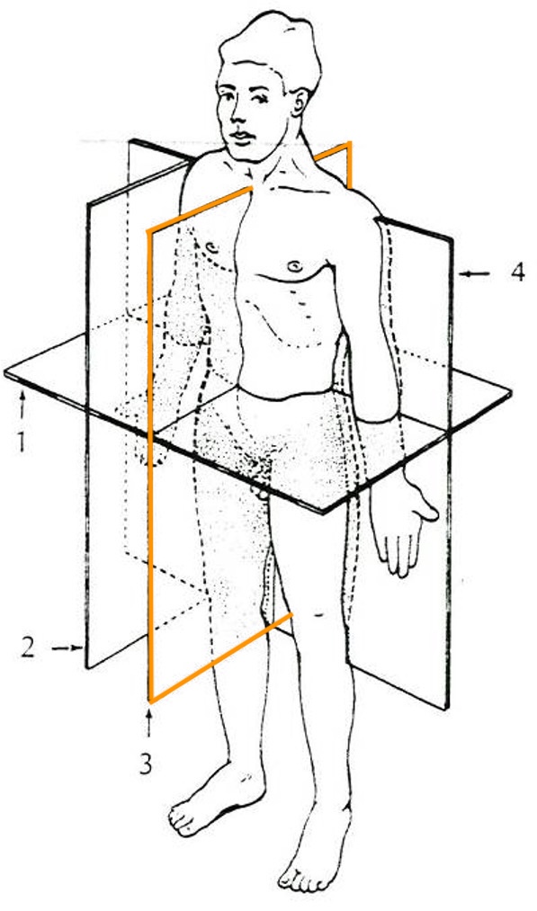<p>linker en rechterhelft (door het midden, centraal)</p>