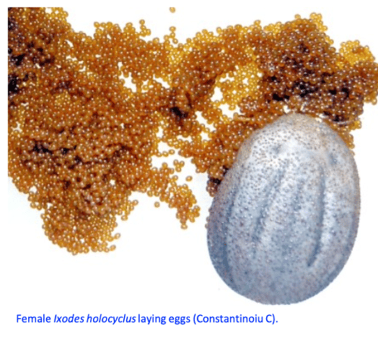 <p>• The number of cases of tick paralysis is linked to the weather conditions in the summer (December to February) that determines the survival rates of the engorged female ticks and their eggs;</p><p>• Warmer and wetter weather conditions than average will lead to an increase in the number of tick paralysis cases;</p>