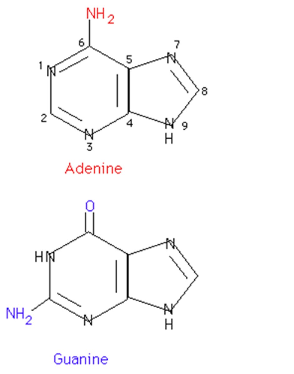 <p>adenine, guanine (think Ag gold is pure, still has ring formation) double ring structure</p>