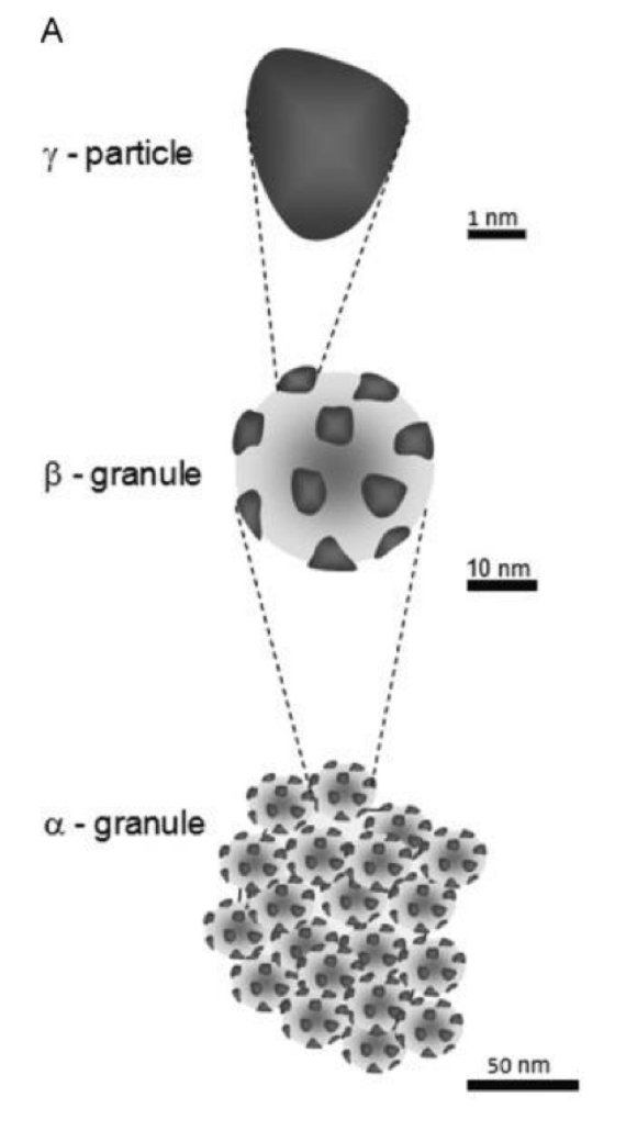 <ul><li><p><span>Stored as <strong>cytosolic granules</strong> called <strong>β-granules</strong>.</span></p></li><li><p><span>In the liver, 20 to 40 <strong>β-granules </strong><mark data-color="yellow" style="background-color: yellow; color: inherit">cluster</mark> to form <strong>α-granules</strong>.</span></p></li><li><p><span><strong>γ-particles</strong> are <mark data-color="yellow" style="background-color: yellow; color: inherit">associated</mark> with each </span><strong>β-granule, </strong>which<strong> </strong><span>contain <mark data-color="red" style="background-color: red; color: inherit">enzymes for glycogen synthesis &amp; breakdown</mark></span></p></li></ul><p></p>