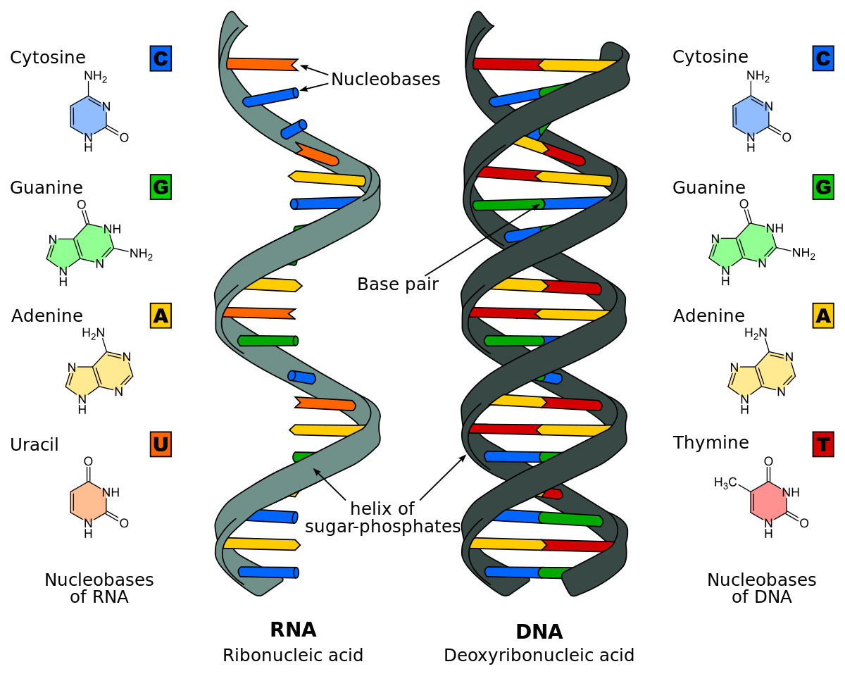naturally occurring chemical compounds that serve as the primary information-carrying molecules in cells DNA and RNA