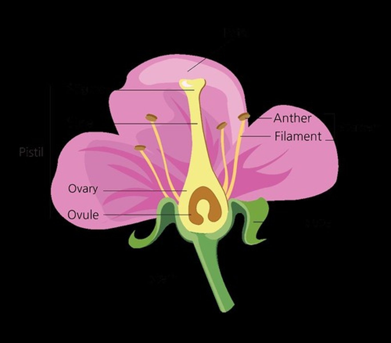 <p>The androecium is the male part of the flower, consisting of stamens.</p>