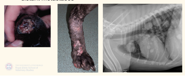 <ul><li><p>Malignant tumours may be AMELANOTIC </p></li><li><p>lymphatic and haematogenous routes. </p></li><li><p><u>regional LN or distant metastases—> staging!</u></p></li></ul><p></p>