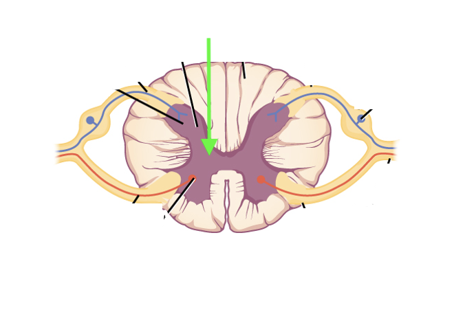 <p>what spinal cord area is this?</p>