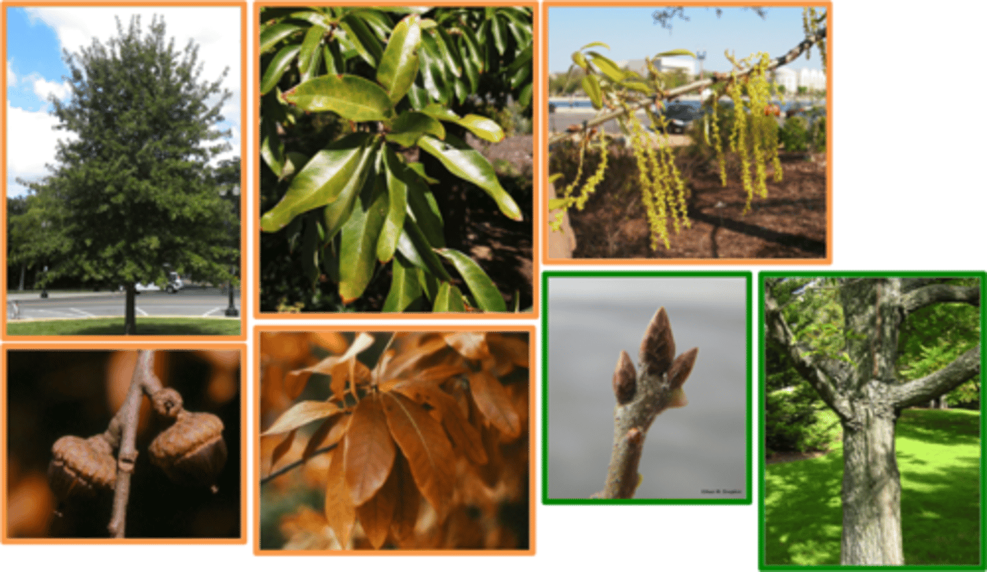 <p>Fagaceae Quercus imbricaria</p>