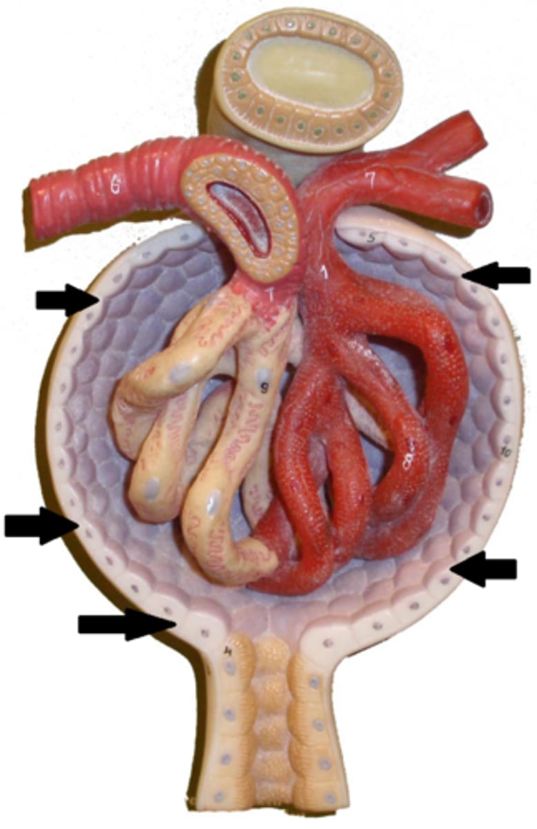 <p>participates in the filtration of blood from the glomerular capillaries</p>