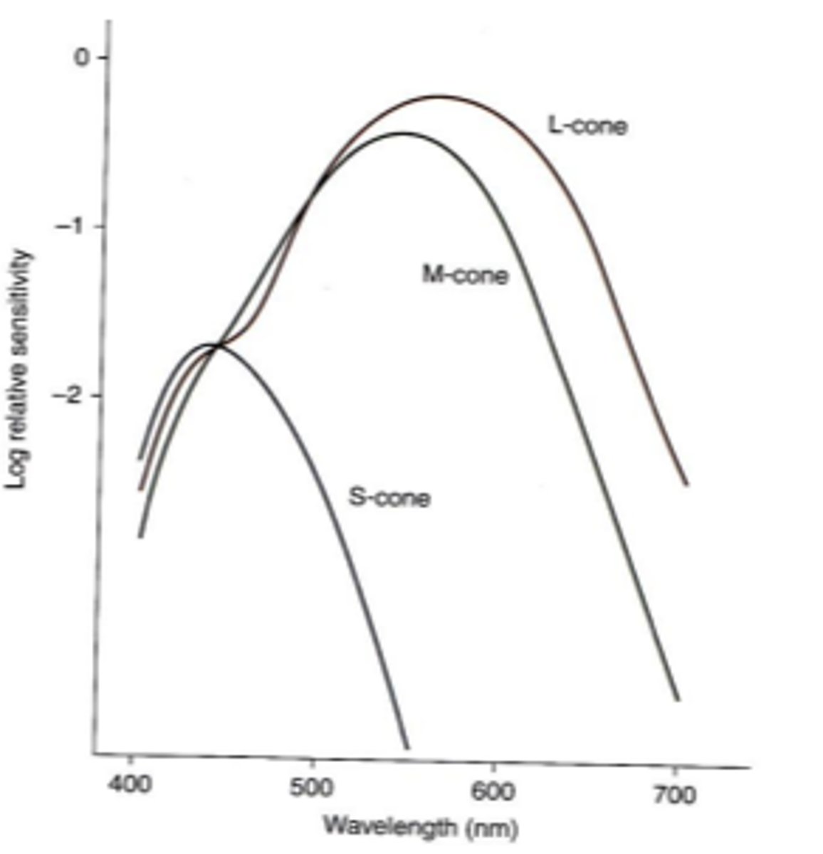 <p>peak absorption of chlorolabe m cone photopigments</p>