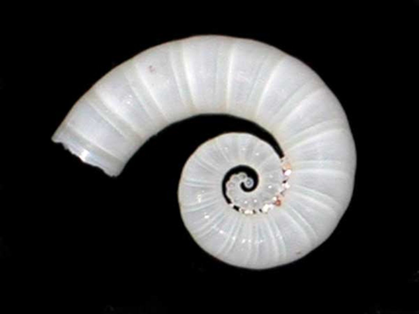 <p>ramhorn squid</p>