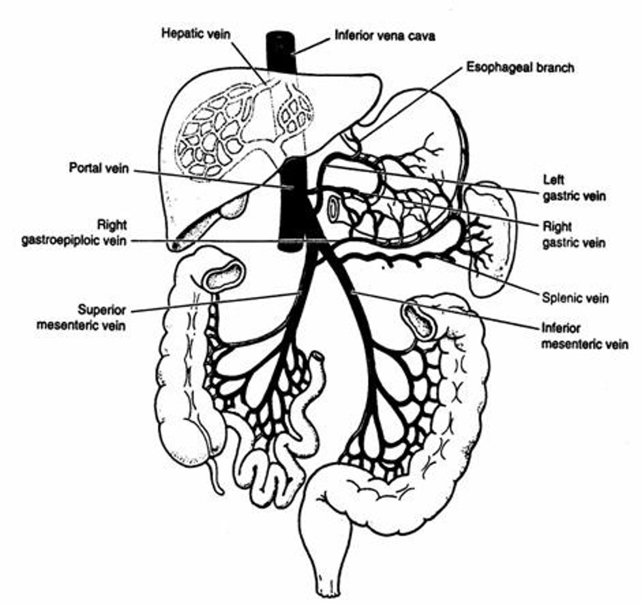 <p>Structure including portal vein, hepatic artery, bile duct.</p>