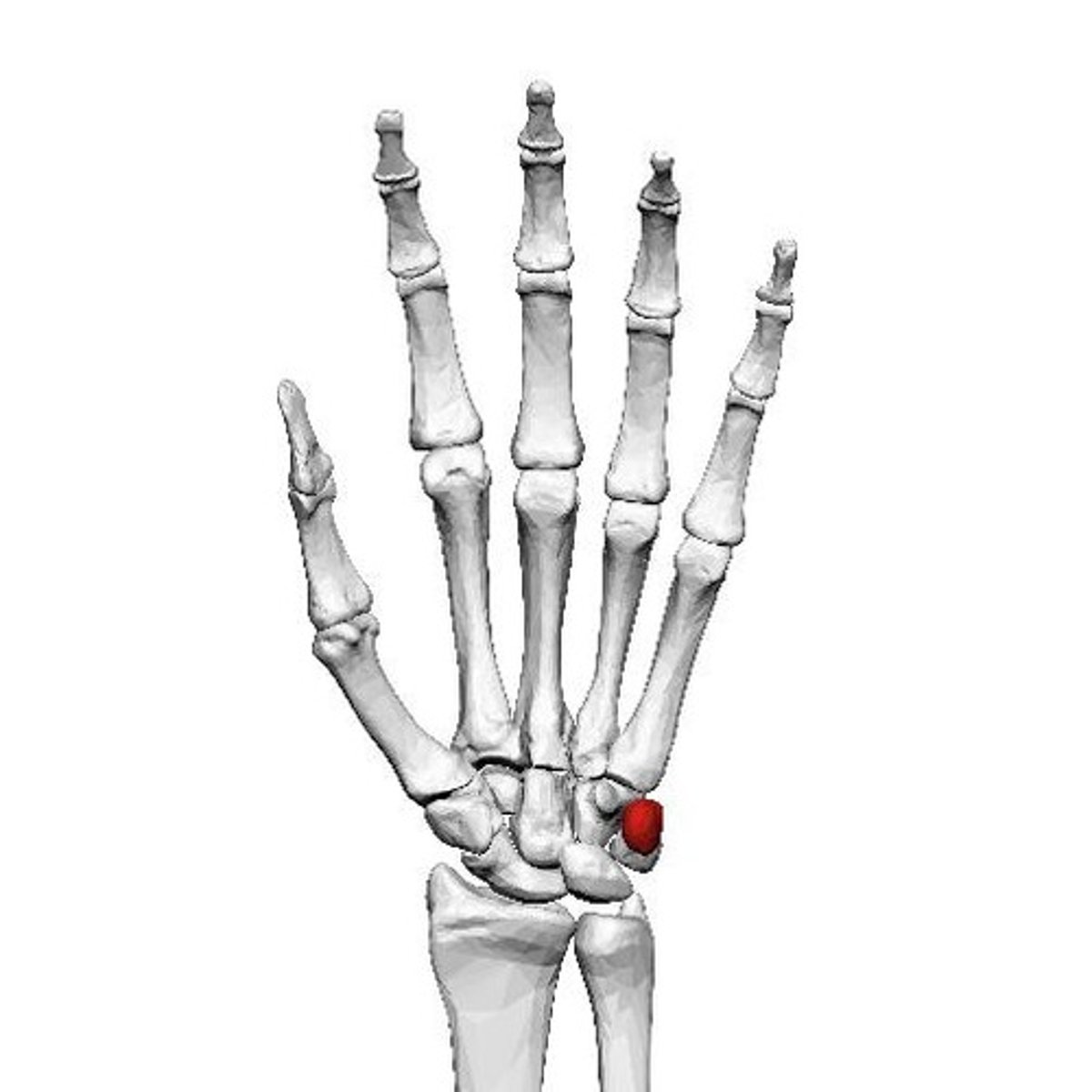 <p>Acts as a bridge between the bones of the forearm and the hand.</p>