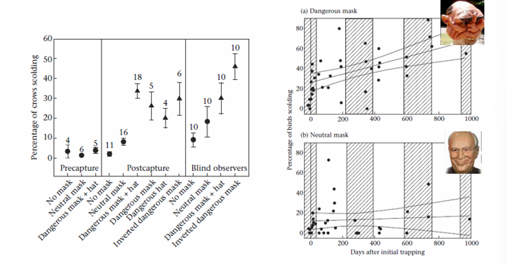 <p>only those wearing particular kinds of masks got scolded the most (circling and making calls) which lasted a long time after trapping happened → they recognized the individual faces and remembered them over time</p>