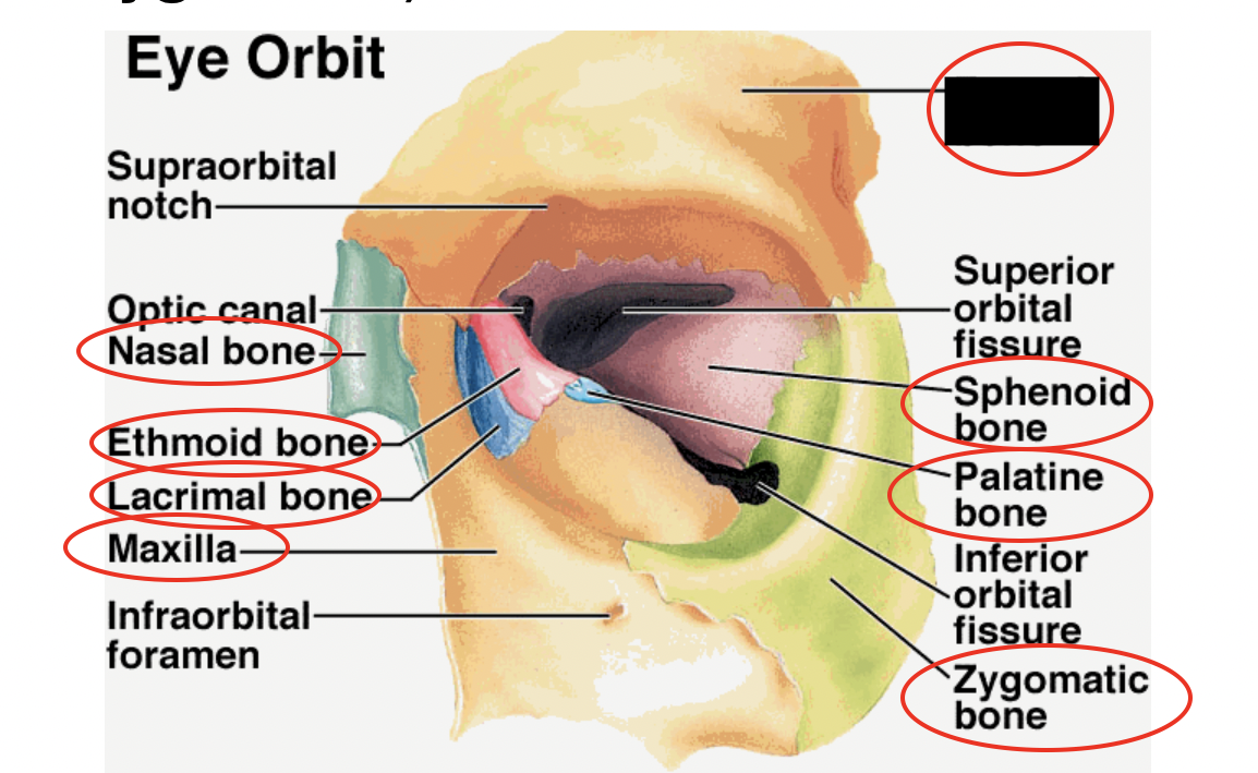 these are the bones that form the eye orbit, what bone is this?