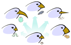 inherited characteristic that increases an organism's chance of survival in its environment