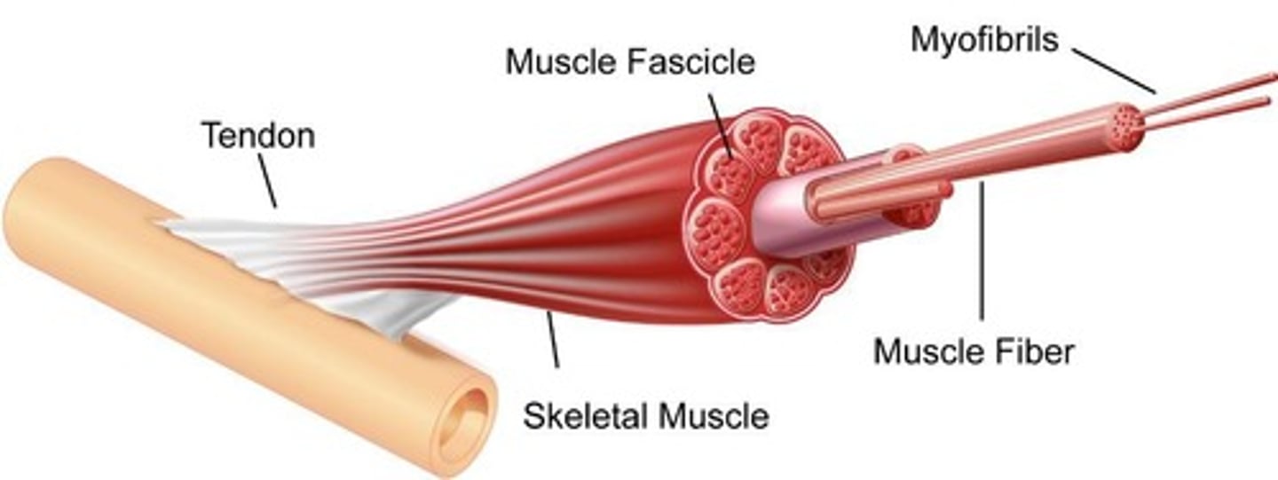 <p>Striated muscle attached to bones.</p>