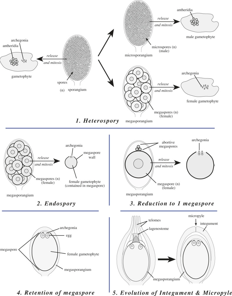 <p>in the permian period</p><ul><li><p><strong>heterospory</strong>- the homosporous progymnosperm switched to have separate micro and megasporangia</p></li><li><p><strong>endospory</strong>- the female gametophyte germinates <strong>within </strong>the megaspore wall</p></li><li><p><strong>reduction </strong>to 1 megaspore- the megaspore mother cell produces just <strong>3 abortive </strong>and <strong>1 functional </strong>megaspore</p></li><li><p><strong>retention </strong>of the megaspore- megagametophyte germinates <strong>inside </strong>the megasporangium/nucellus (water facilitates catching of microspore/pollen and sperm movement)</p></li><li><p>evolution of <strong>integument </strong>and <strong>micropyle</strong>- stems fusing around the megasporangium to encase it in the integument</p></li></ul><p></p><p>this produced a heterosporous progymnosperm with seeds (still a naked ovule though)</p><p></p>