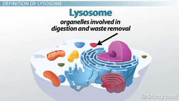 <p><strong>a membrane-bound cell organelle that contains digestive enzymes</strong><span style="color: rgb(232, 232, 232)">.  They break down excess or worn-out cell parts. They may be used to destroy invading viruses and bacteria.</span></p>