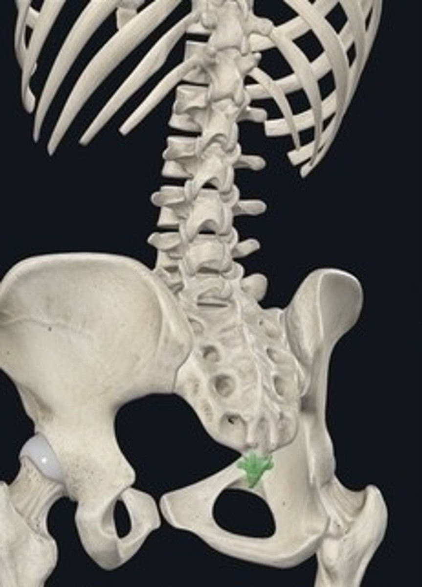 <p>Four fused vertebrae forming the tailbone.</p>