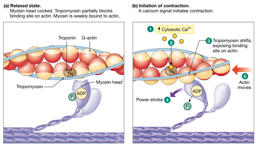 <p><u>Relaxed state</u>:</p><ul><li><p>tropomyosin blocks myosin-binding site on actin</p></li></ul><p><u>Contraction</u>:</p><ul><li><p>Ca2+ binds troponin</p></li><li><p>tropomyosin moves away from myosin-binding site</p></li><li><p>myosin binds to actin (power stroke)</p></li><li><p>actin filament moves</p></li></ul><p><u>Ending contraction</u>:</p><ul><li><p>Ca2+ actively transported back into sarcoplasmic reticulum</p></li><li><p>Ca2+ no longer binds troponin</p></li><li><p>tropomyosin covers up myosin-binding site again</p></li></ul>