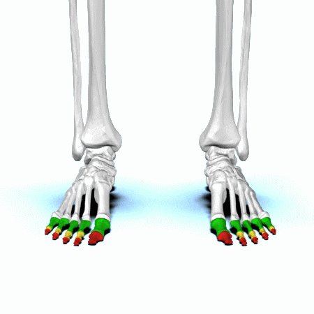 <p>Key Features: Toes: Proximal, middle, distal</p><p>Memory Trick: Toe parts</p>