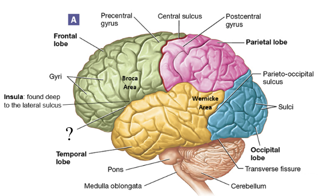 <p>shallow groove found between the frontal and temporal lobes</p>