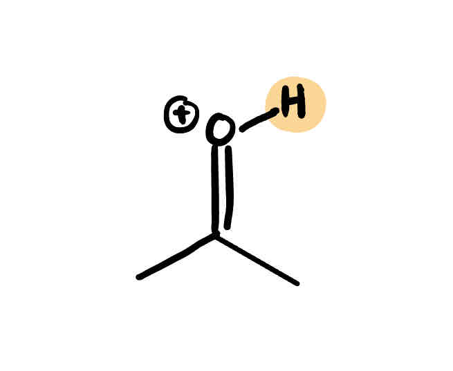 <p>pronated carbonyl</p>