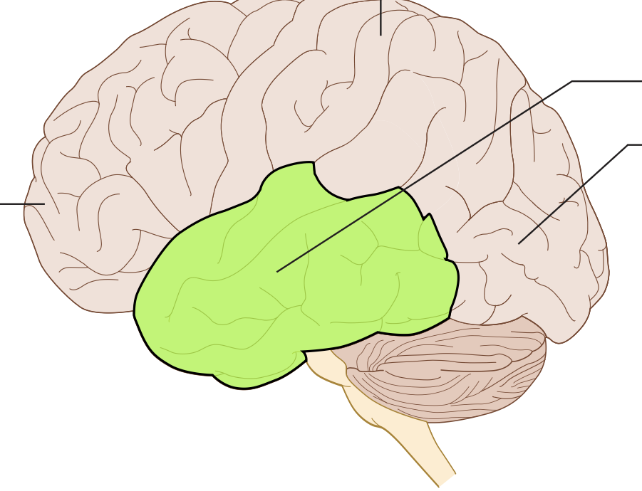 receives and processes auditory information from the ears
