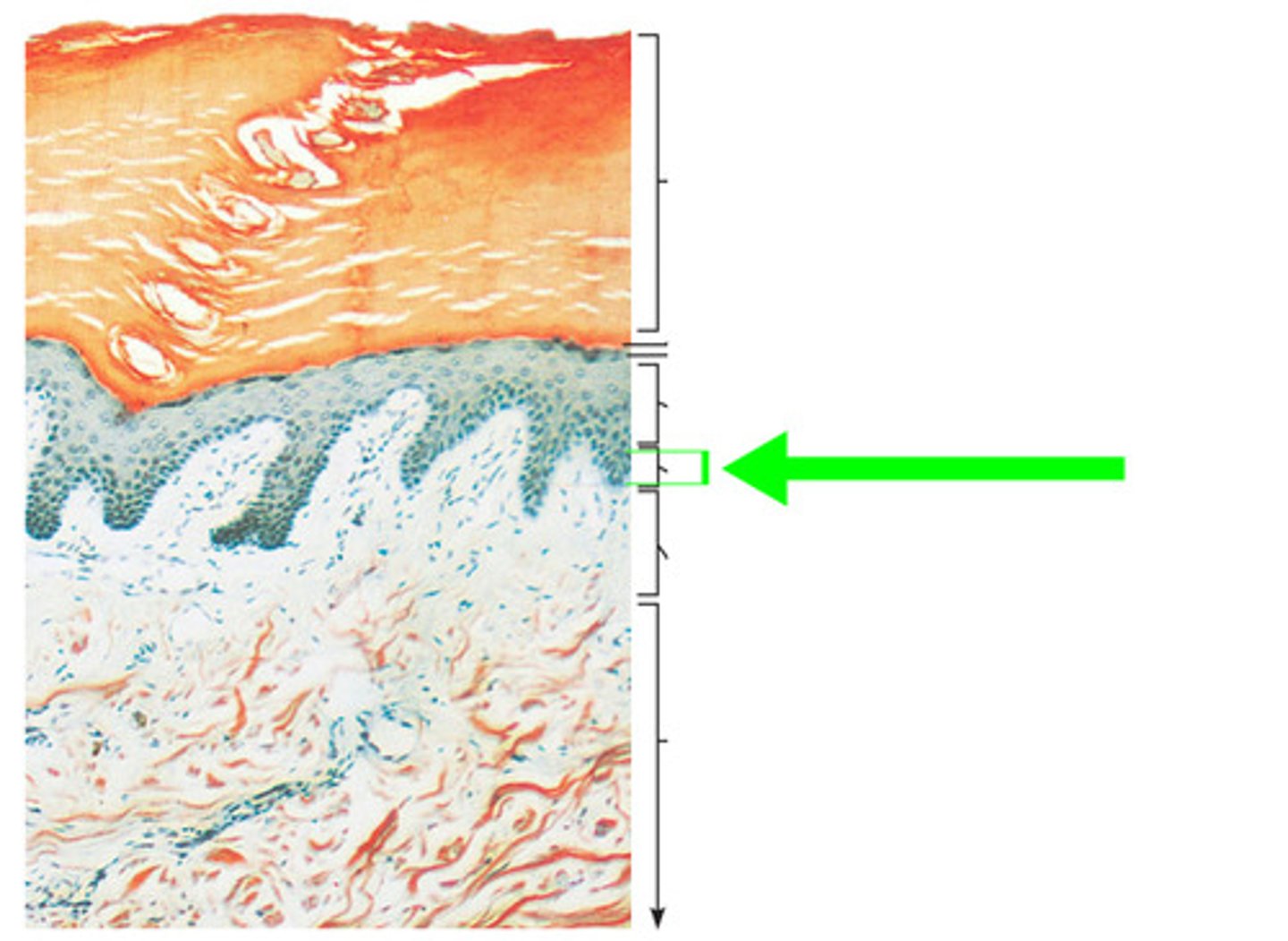 <p>The cells of the skin reproduce here, basement of the epidermis</p>