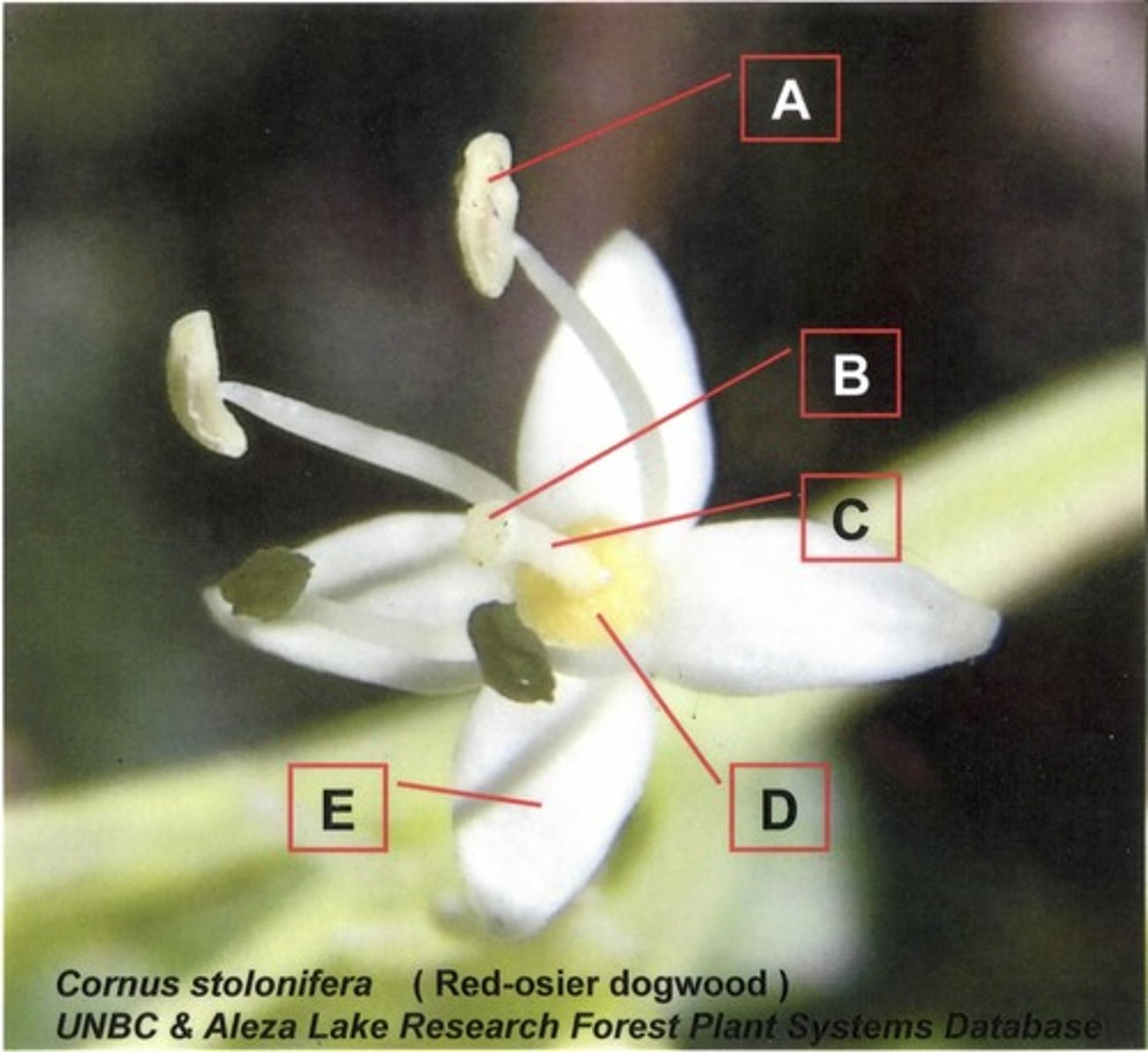 <p>On which structure does a pollen grain land to effect pollination?</p>