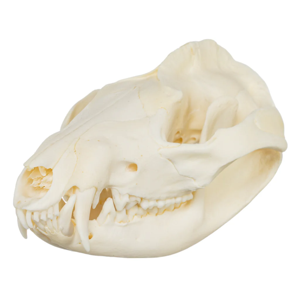 <p>Order <span>Didelphimorphia and family Didelphidae</span></p>